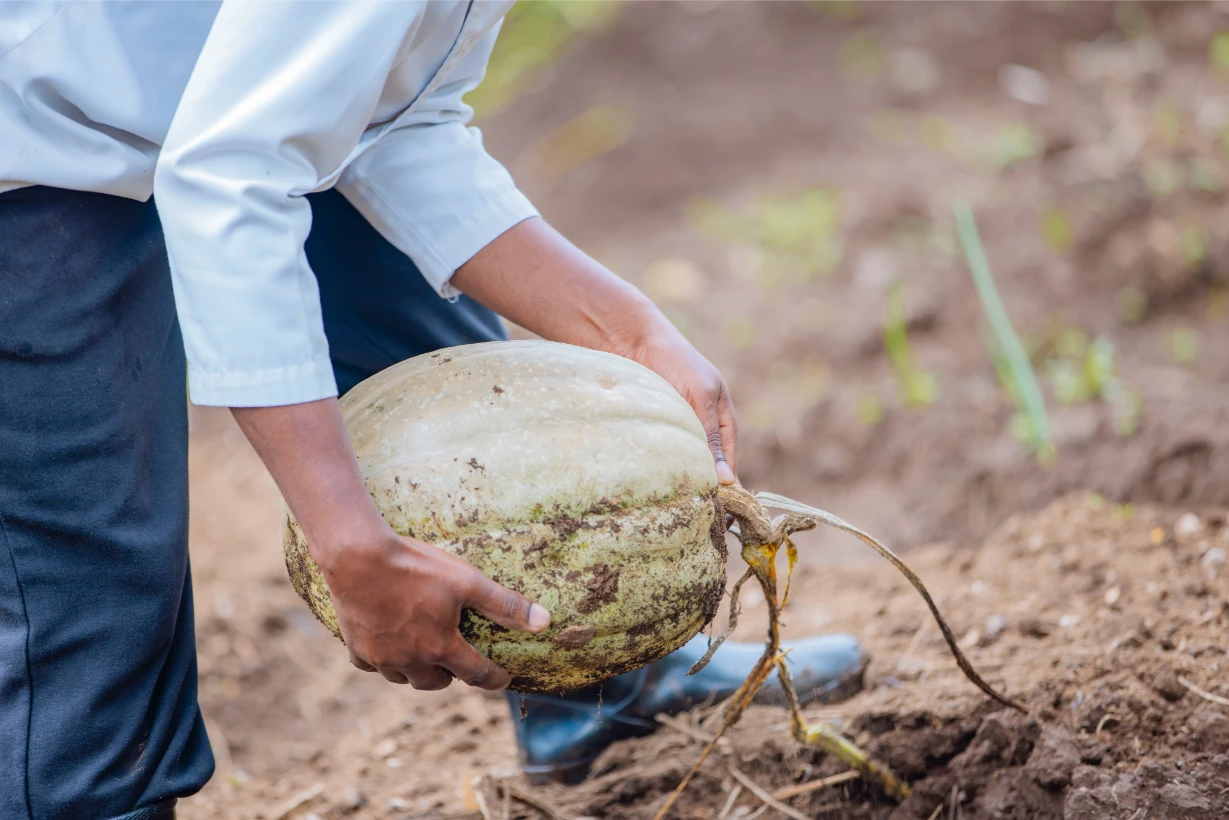 Farmhouse Rwanda - Harvest and Cook Workshop (10)