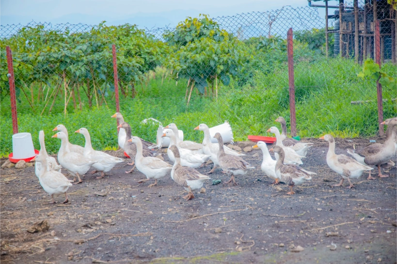 _L8A4594-Enhanced-NR