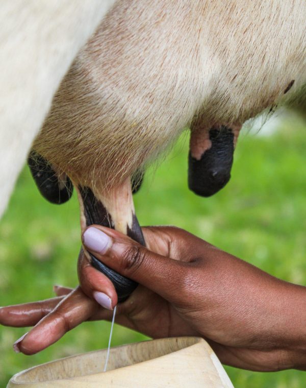 milking_cows2